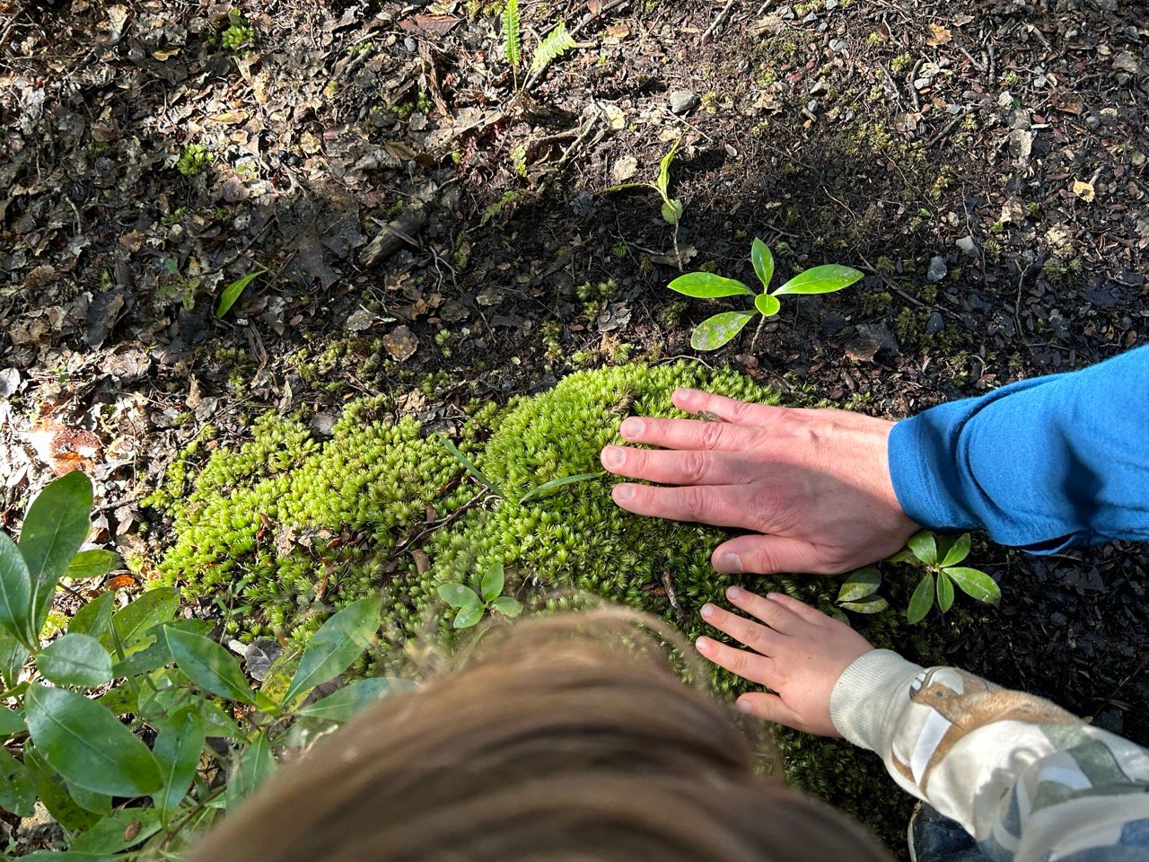 Two hands - a child and a grown up - touching moss