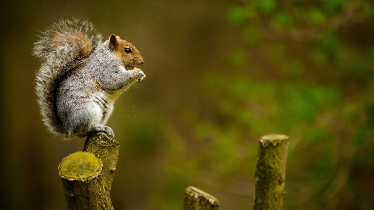 peanut-the-squirrel-owner-vows-to-sue-exchanges-for-pnut-trademark-infringement